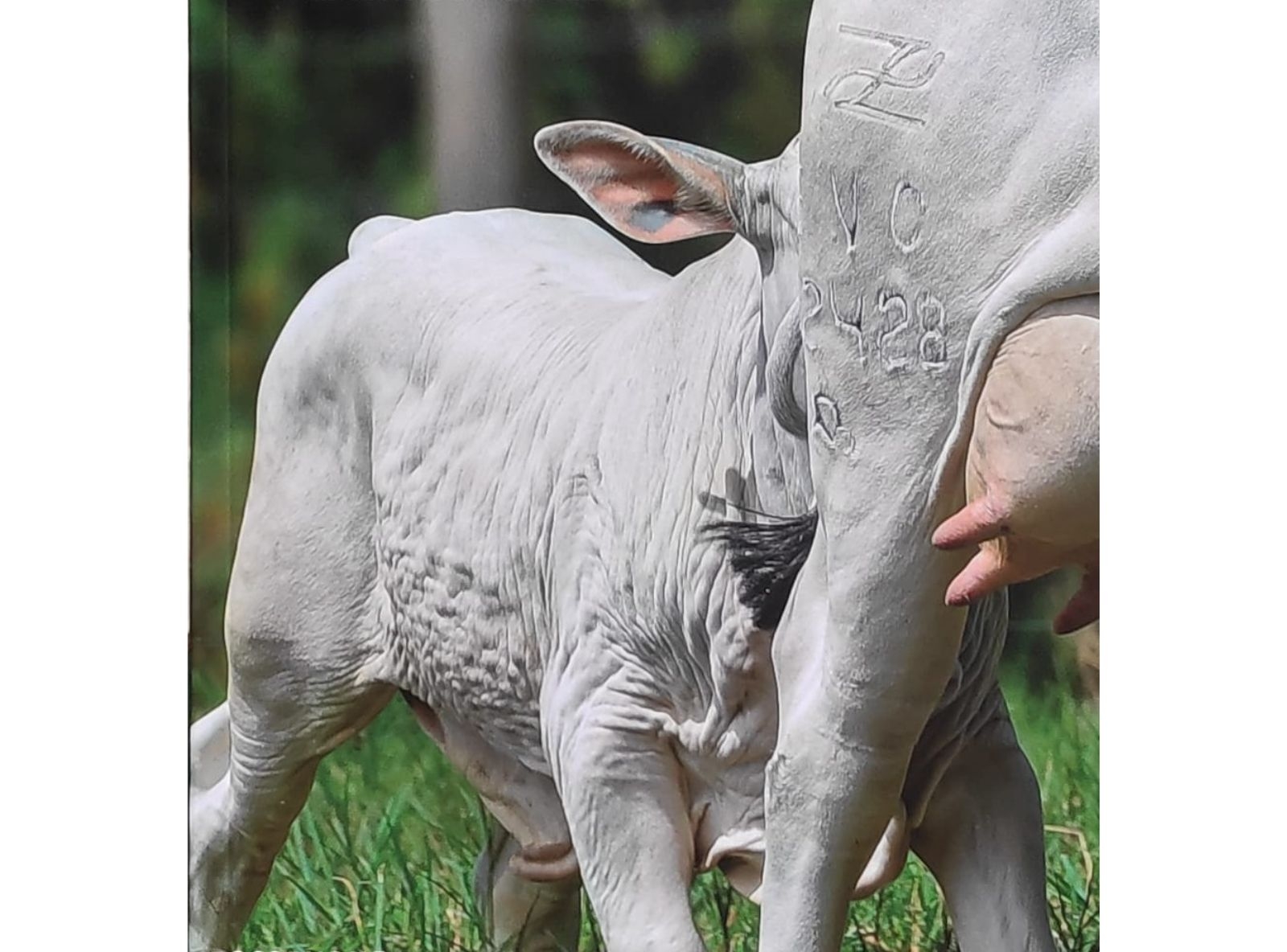 PROGÊNIE LÍDER FVC