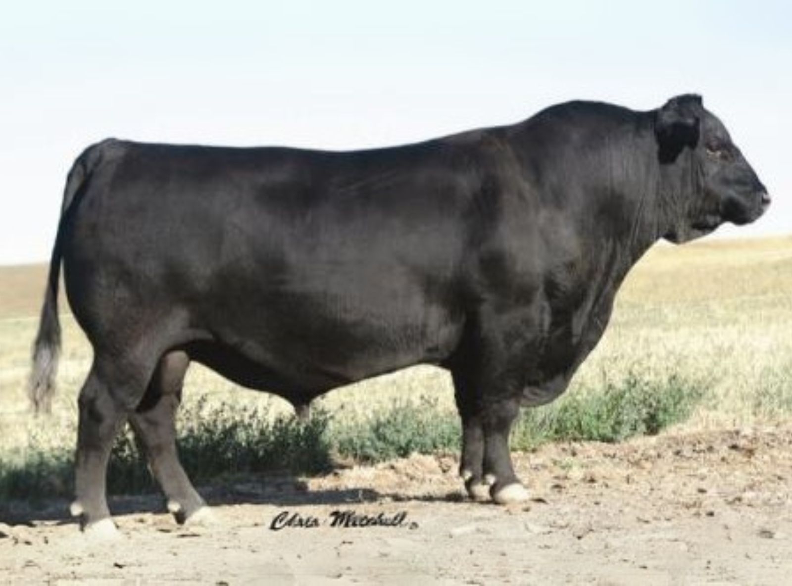 BOYD ON TARGET - BISAVÔ DO LORD HAM