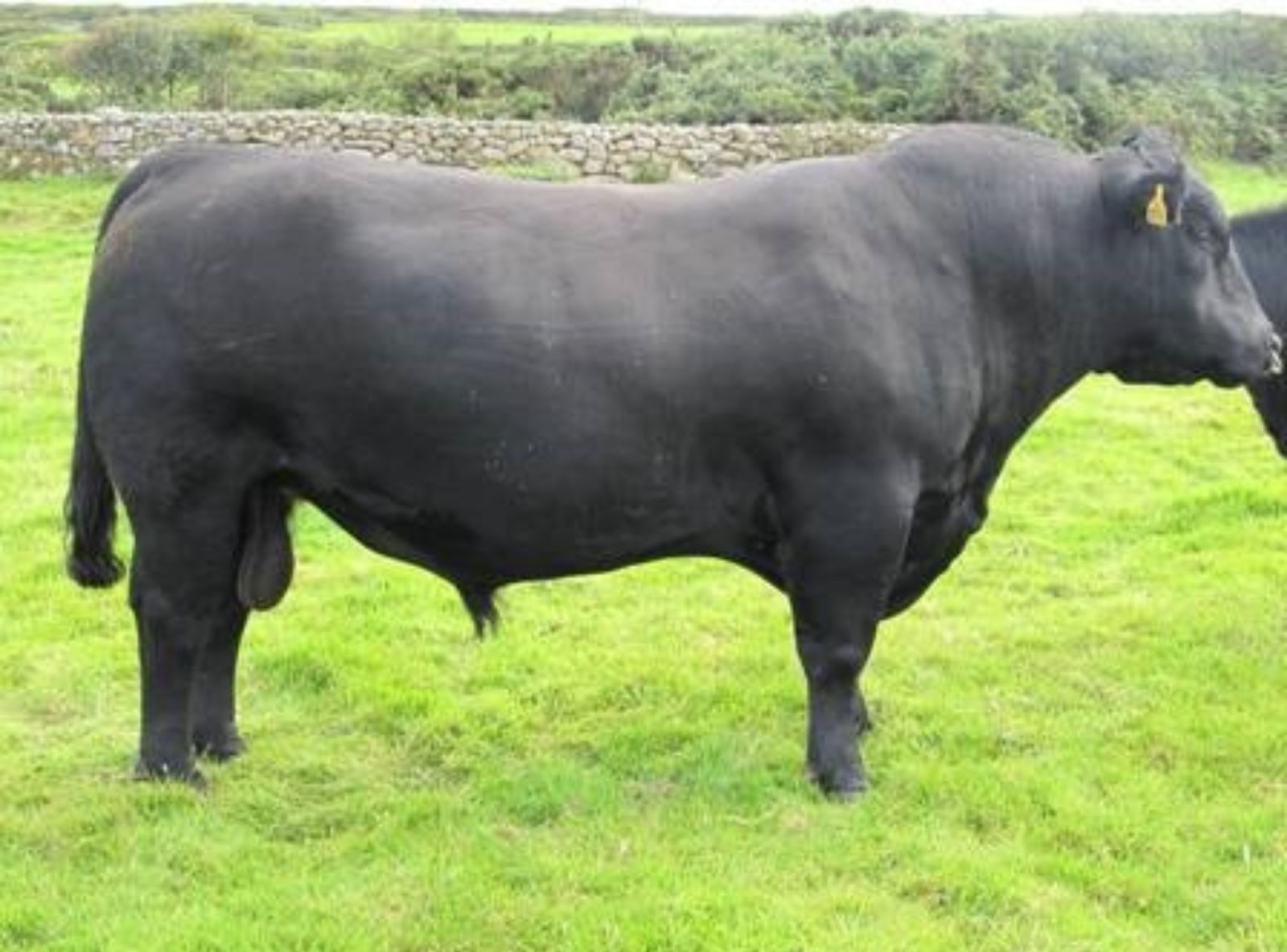 NETHERTON ARCHIE - PAI DO LORD HAM