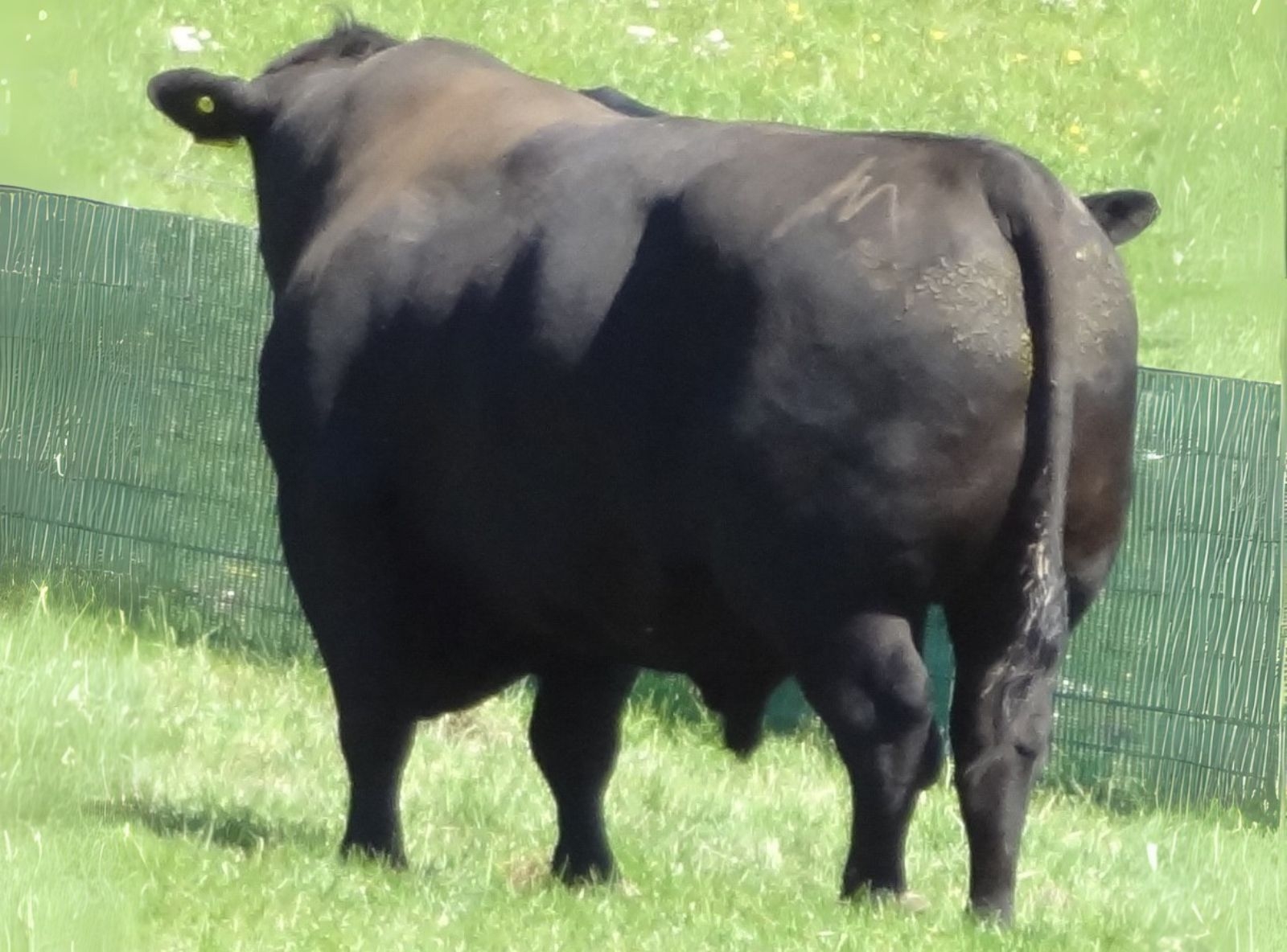 REFOCUS - AVÔ DO LORD HAM