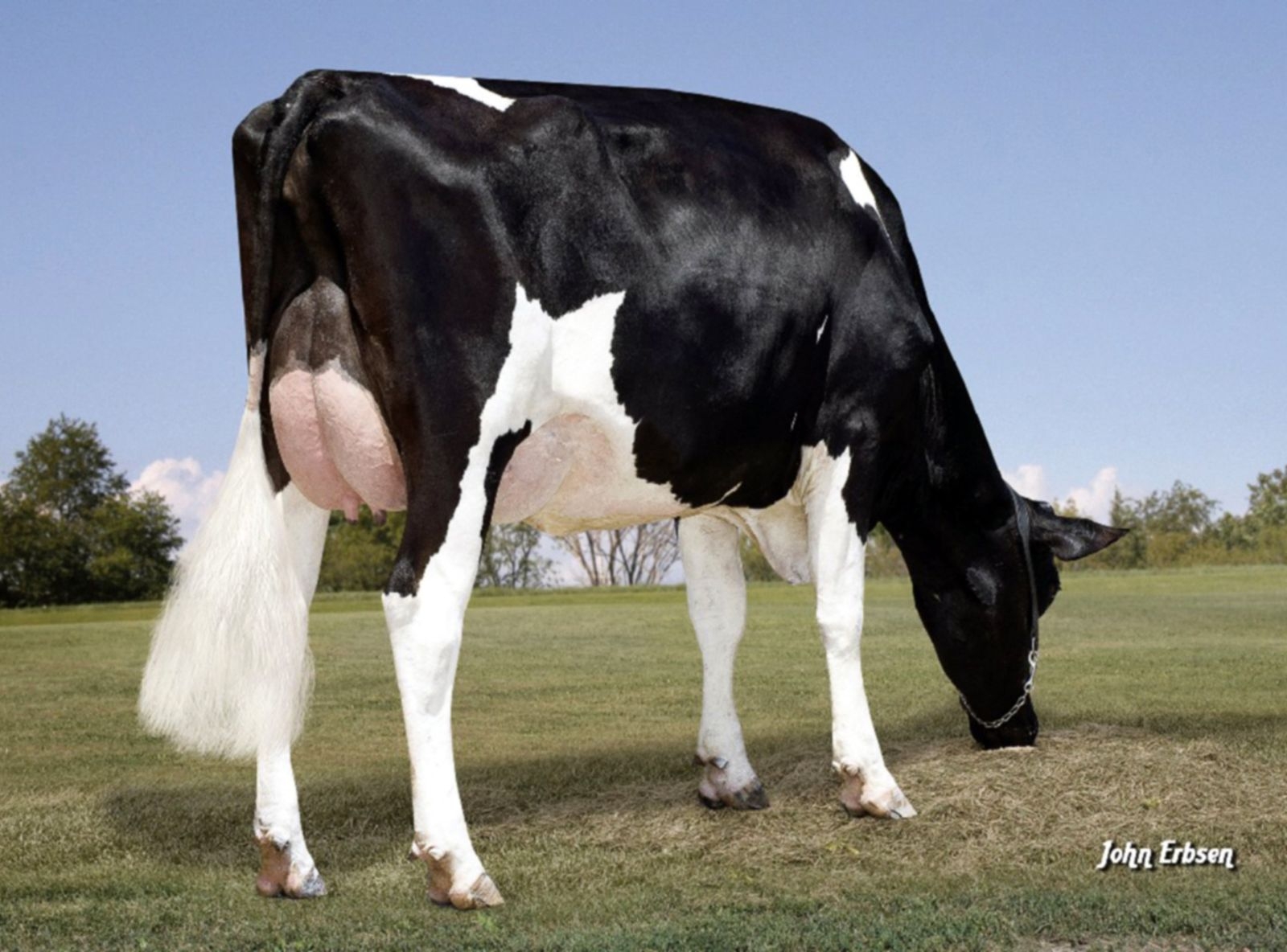 MAPLE HILL ALEXANDER EX-92 - IRMÃ PATERNA