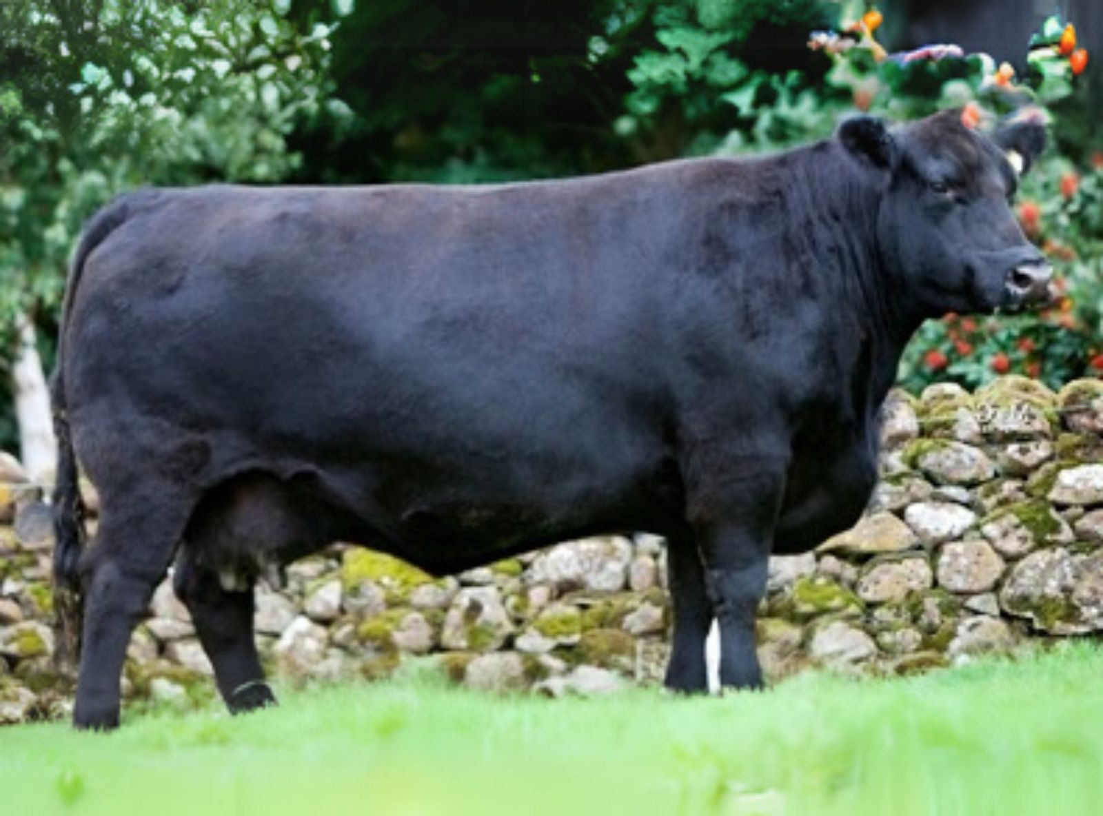 RAWBURN JOY ERICA - AVÓ PATERNA DO PREACHER