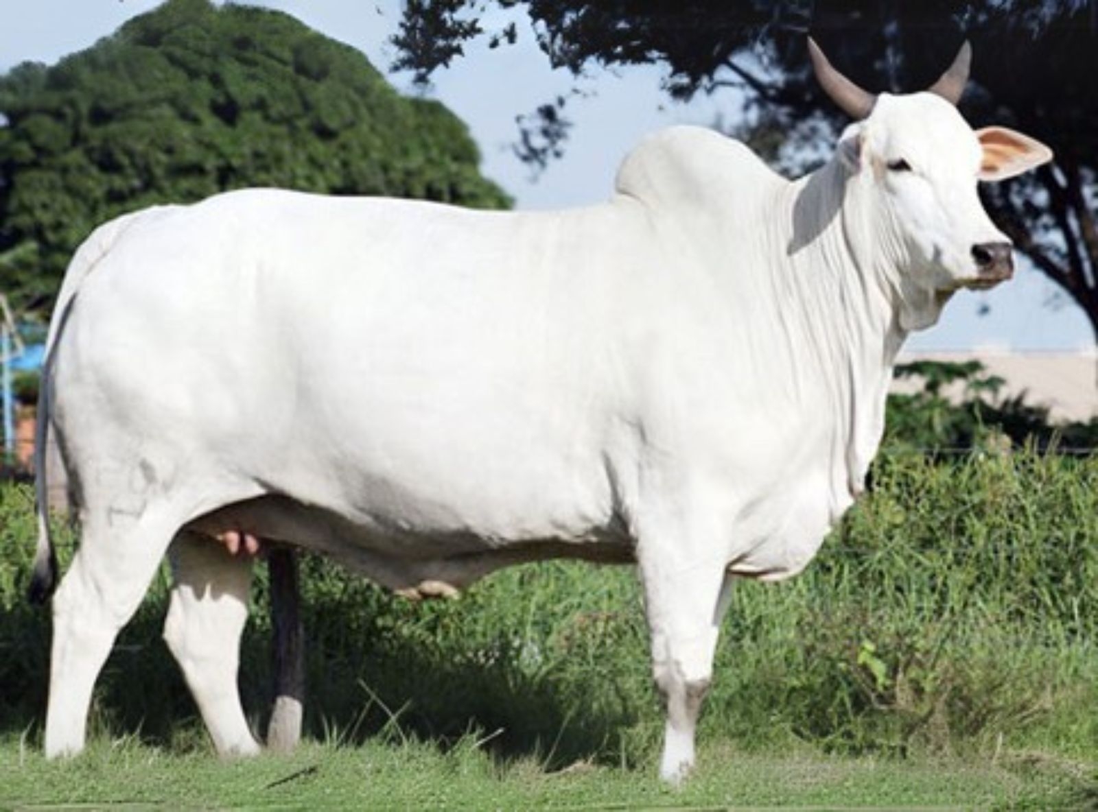 MÃE DO RABINO - JURPILA