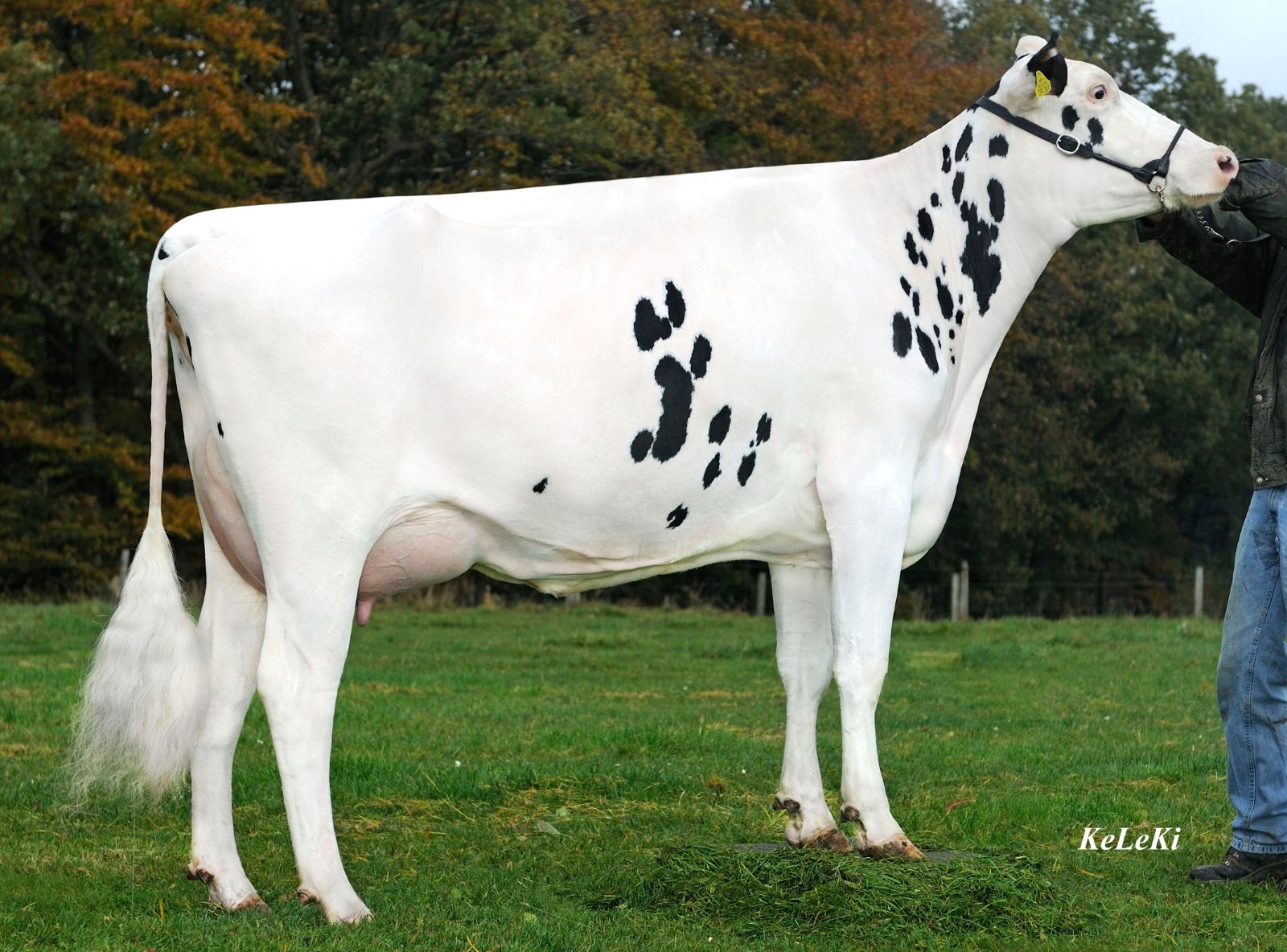 SHOTTI 56 VG87 - MÃE