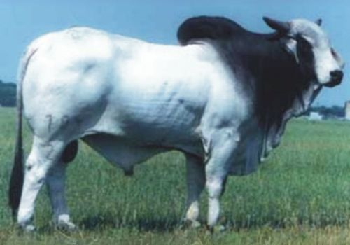 JDH REMINGTON MANSO 784/2