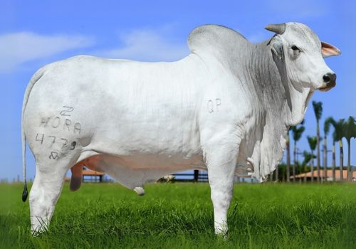 4779 TE da Hora_Universo