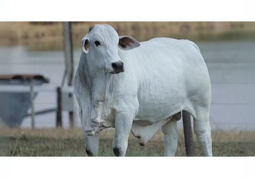 8410 FIV PO da VC_Extra