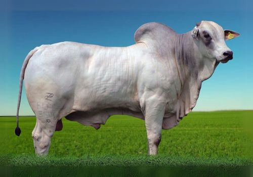 8541 FIV da Cometa_Angico