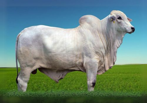 8552 FIV da Cometa_Aperol