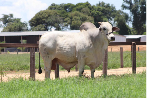 Adjetivo FIV Imperial