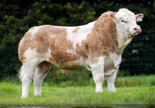 COOSE PAT - SIMENTAL