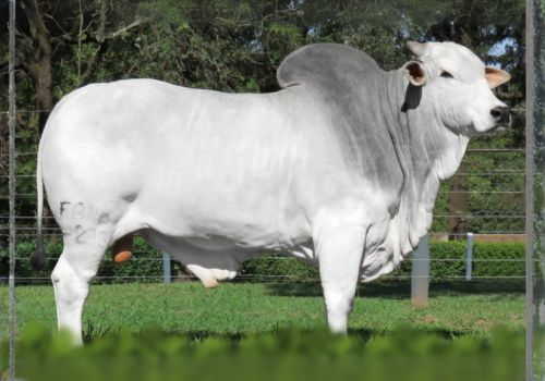 GOVERNO DA AGRONOVA - NELORE