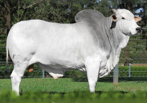 GOVERNO DA AGRONOVA VÍDEO