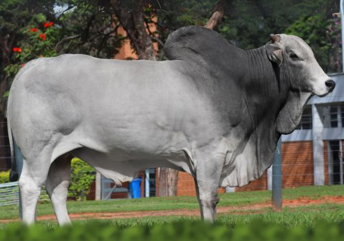 GRAN RESERVA - NELORE