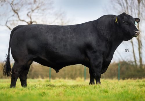 LUDOLF E PROGÊNIE - ABERDEEN ANGUS
