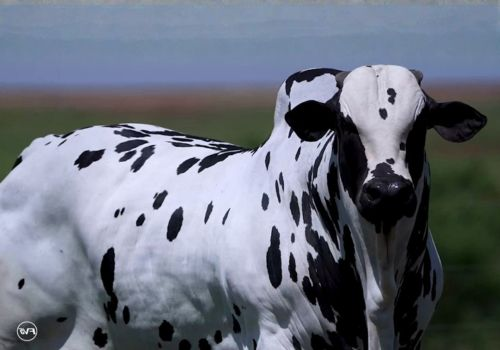 MANDA CHUVA - NELORE PINTADO