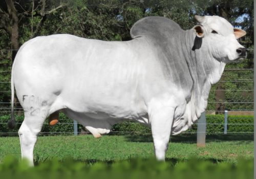 PROGÊNIE DO GOVERNO DA AGRONOVA