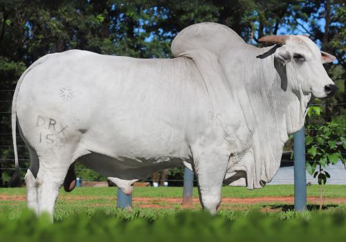 QLT Trajeto do Doutor Xiquinho