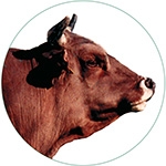 Braunvieh (Pardo Suíço)