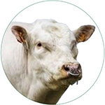 Belgian Blue