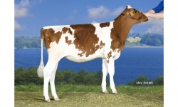 K&L CP Roxy Red ET_Bisavó de Wifi.jpg