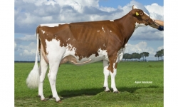 Midwolder K&L Rosie VG-85_Irmã da Bisavó de Wifi.jpg