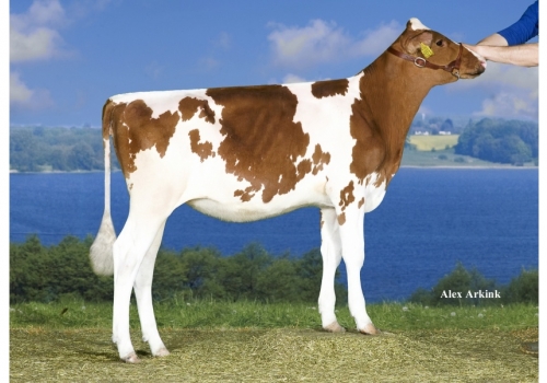 K&L CP Roxy Red ET_Bisavó de Wifi.jpg