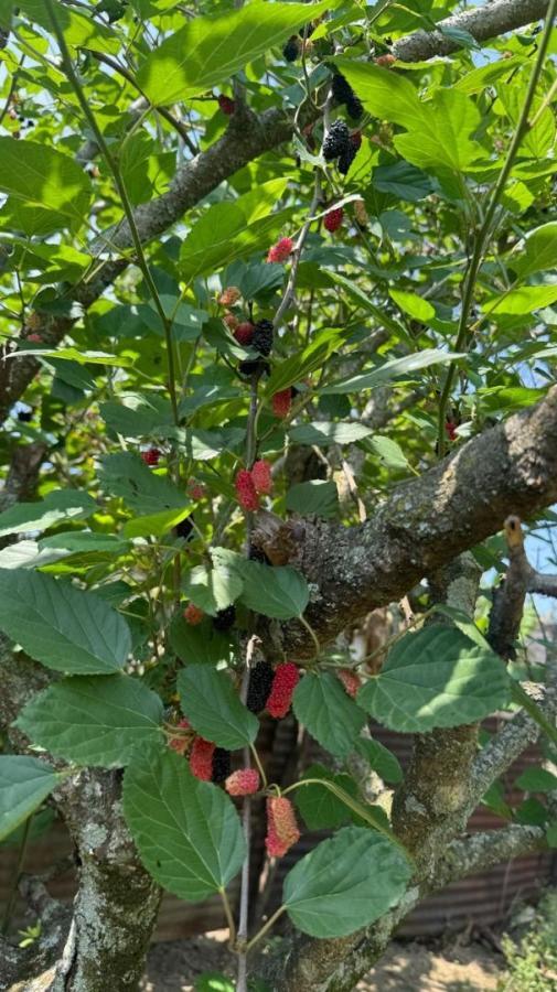 Sobrado, 2 quartos, 750 m² - Foto 42