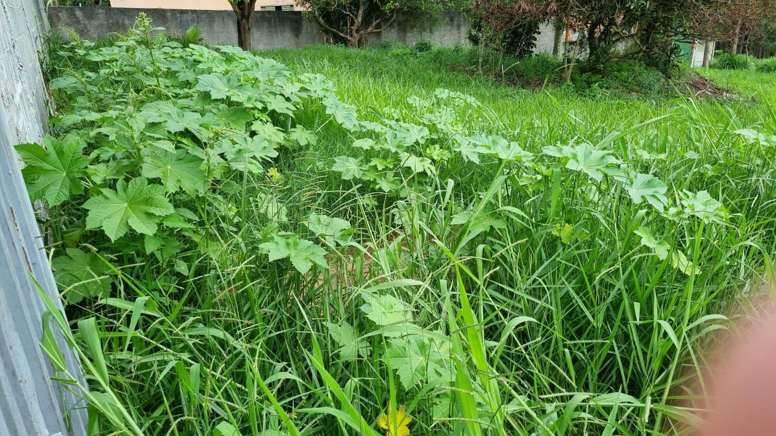 Terreno, 5800 m² - Foto 6