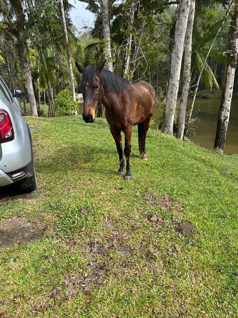 Chácara, 3 quartos, 2 hectares - Foto 13