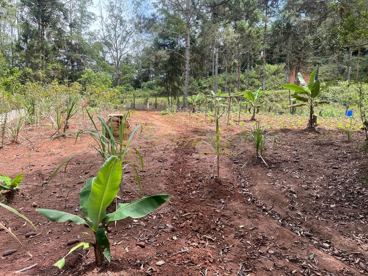 Chácara, 3 quartos, 2 hectares - Foto 3