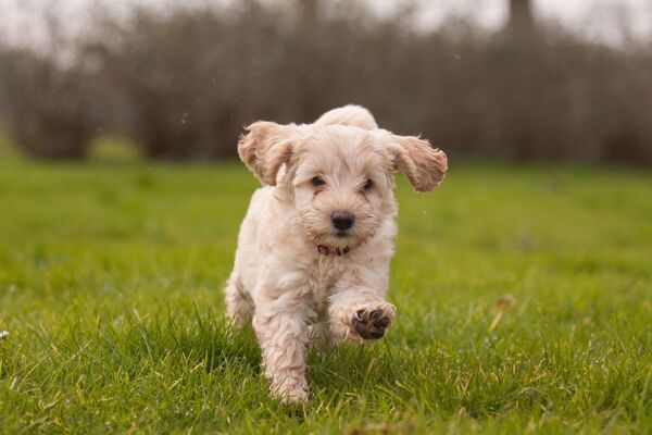 Morar com Pets: Dicas para Encontrar um Imóvel Pet Friendly