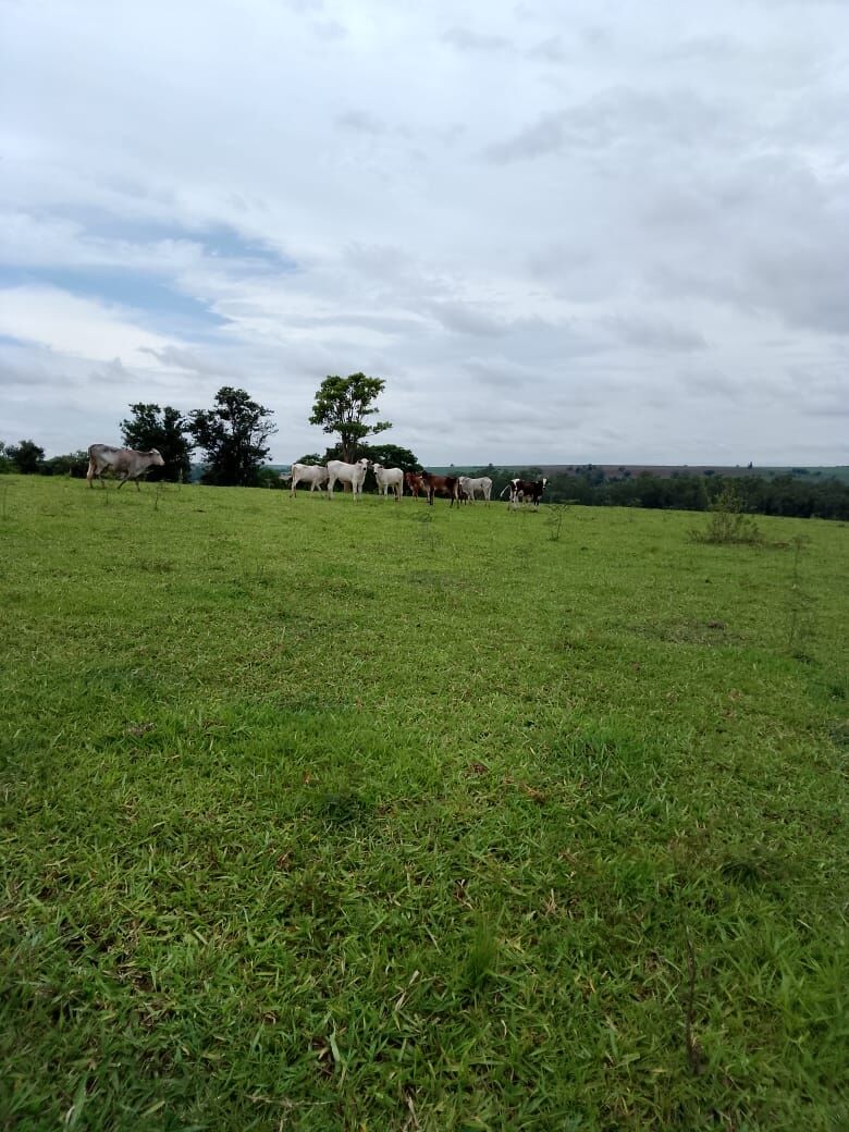 Chácara, 9 hectares - Foto 4