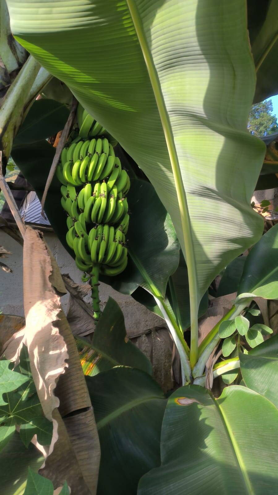 Casa, 4 quartos, 215 m² - Foto 31