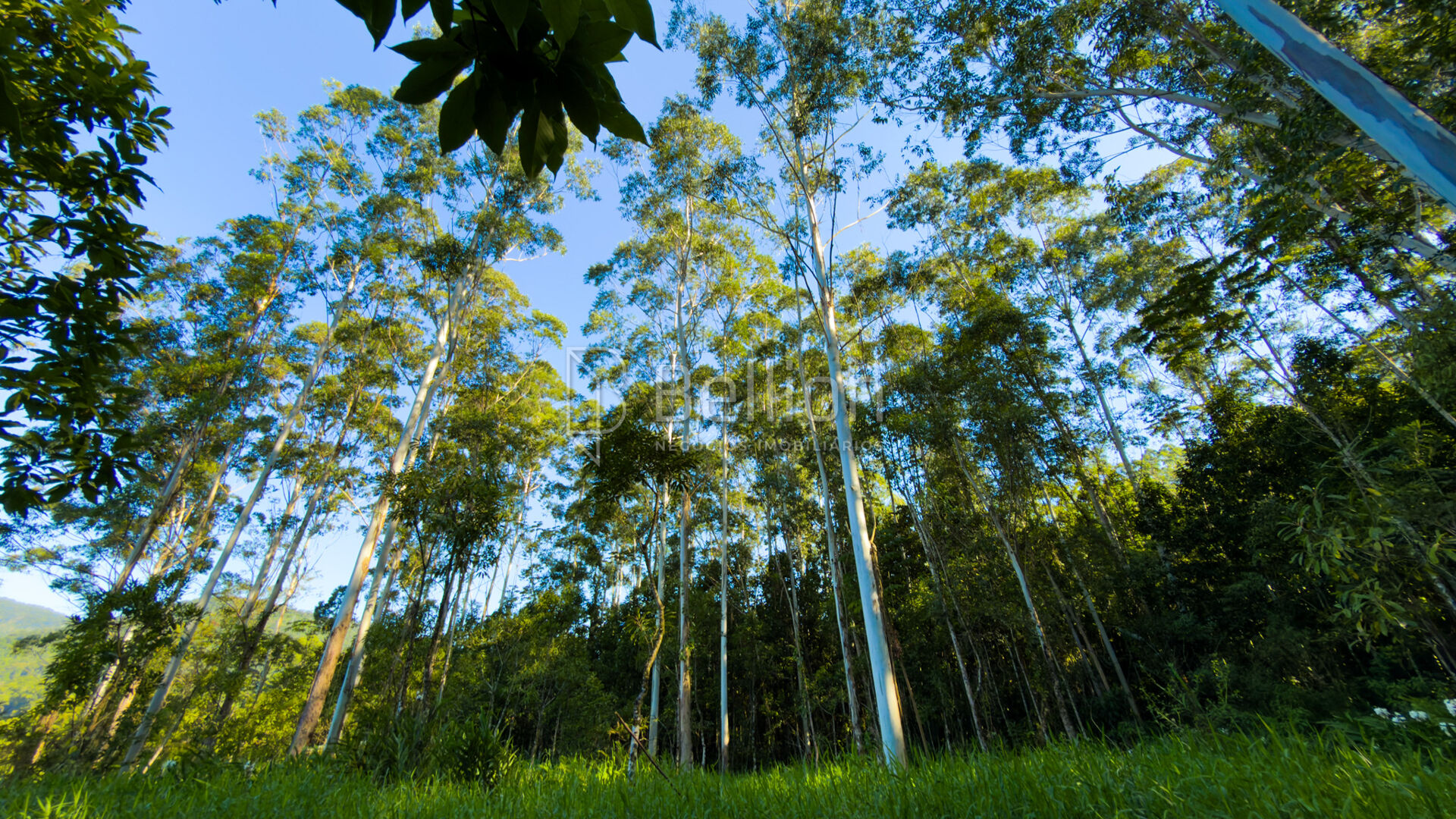 Sítio em Rodeio com ampla área e excelente potencial — foto 5