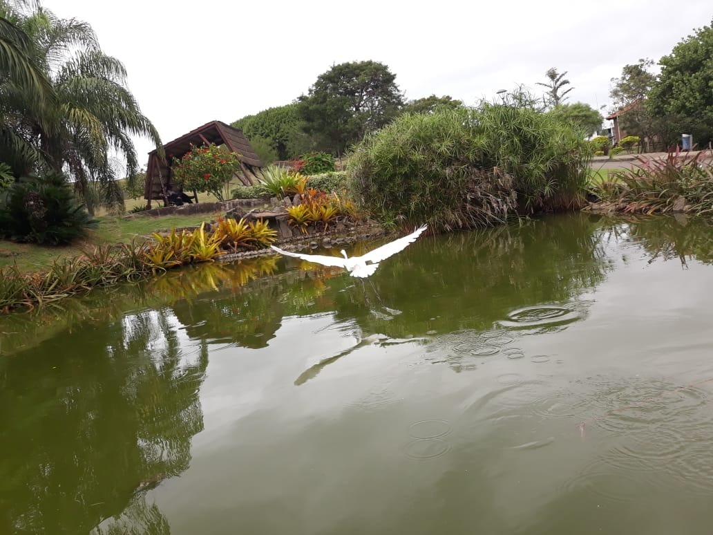 Fazenda à venda com 4 quartos, 25000m² - Foto 5