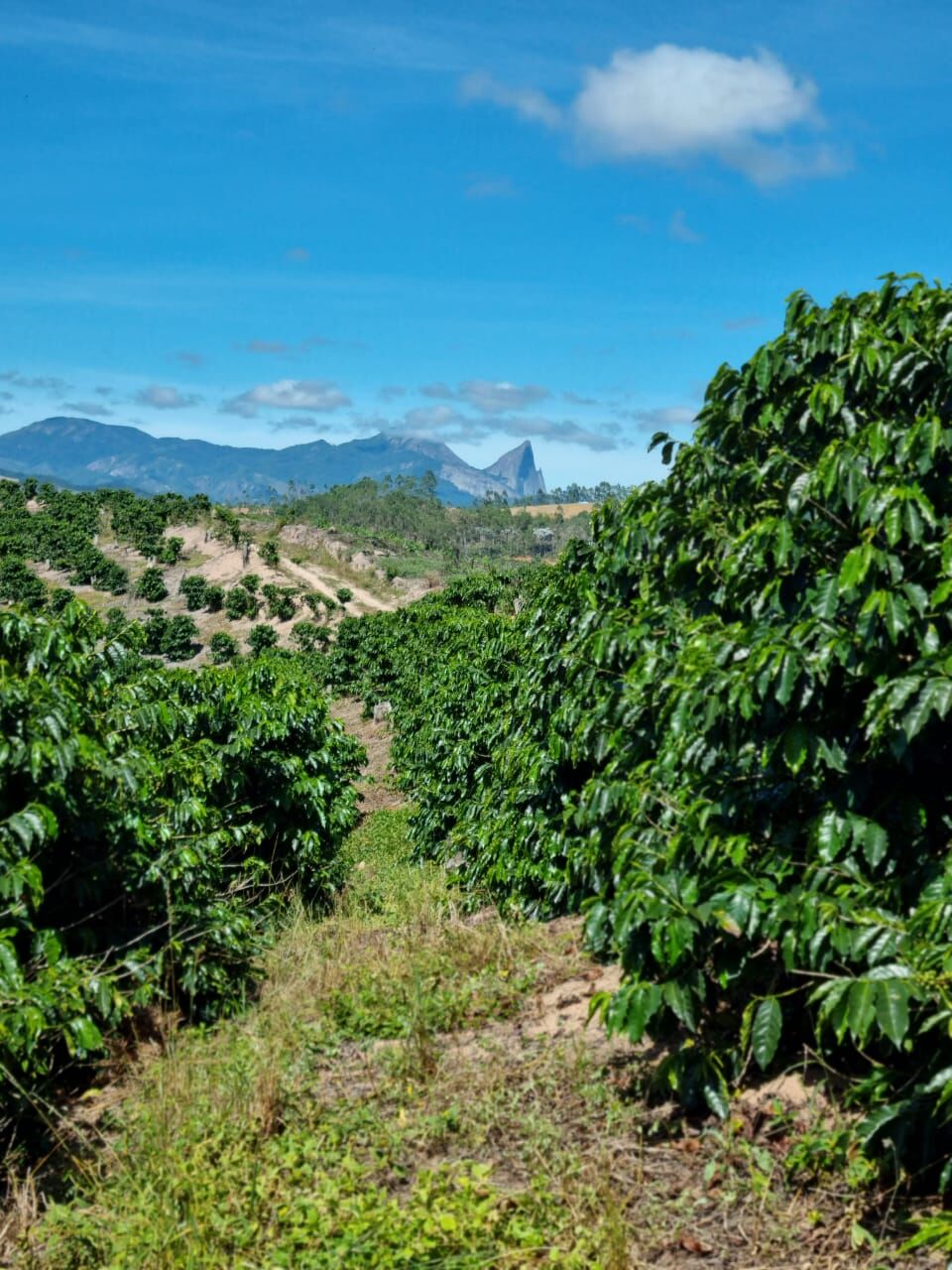 Terreno à venda, 700000m² - Foto 42