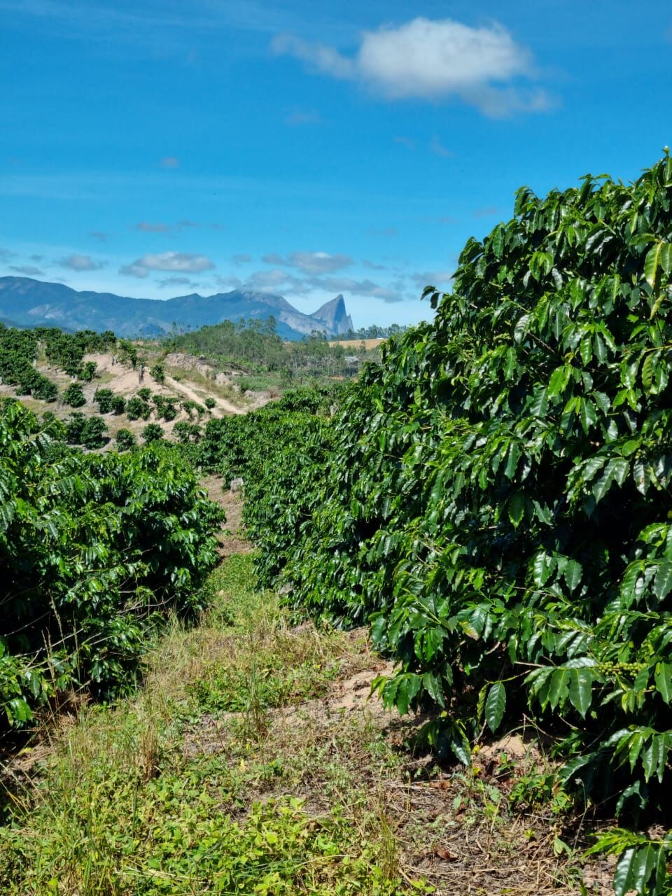 Terreno à venda, 700000m² - Foto 43