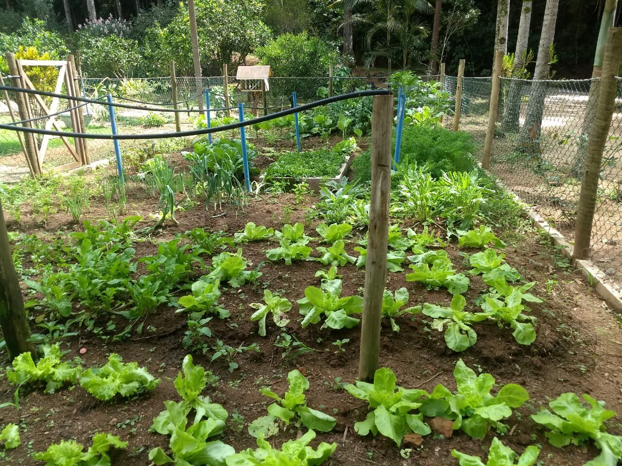 Fazenda à venda com 4 quartos, 270000m² - Foto 11