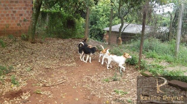 Chácara, 5 quartos, 2 hectares - Foto 4