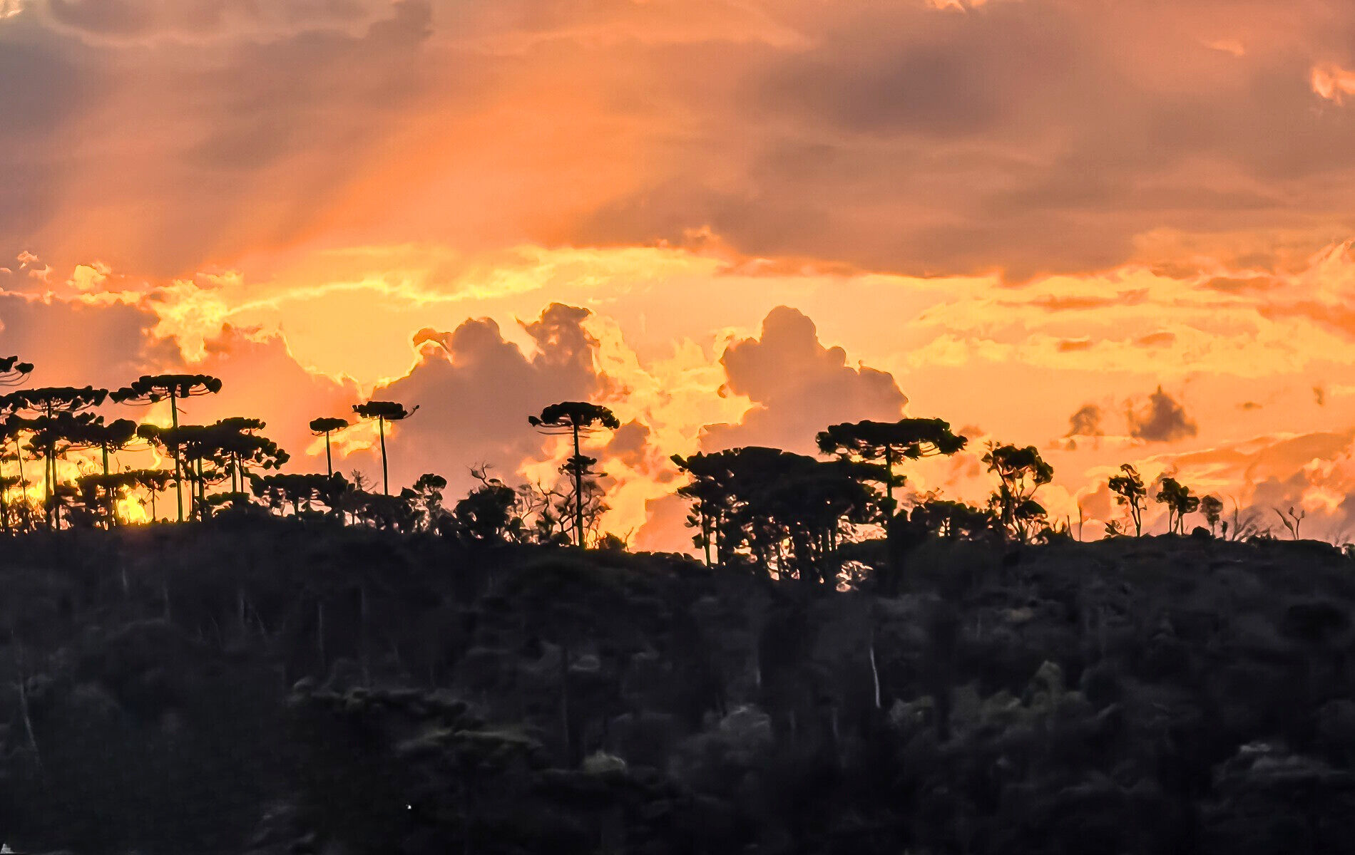 Sítio, 4 quartos, 12 hectares - Foto 38