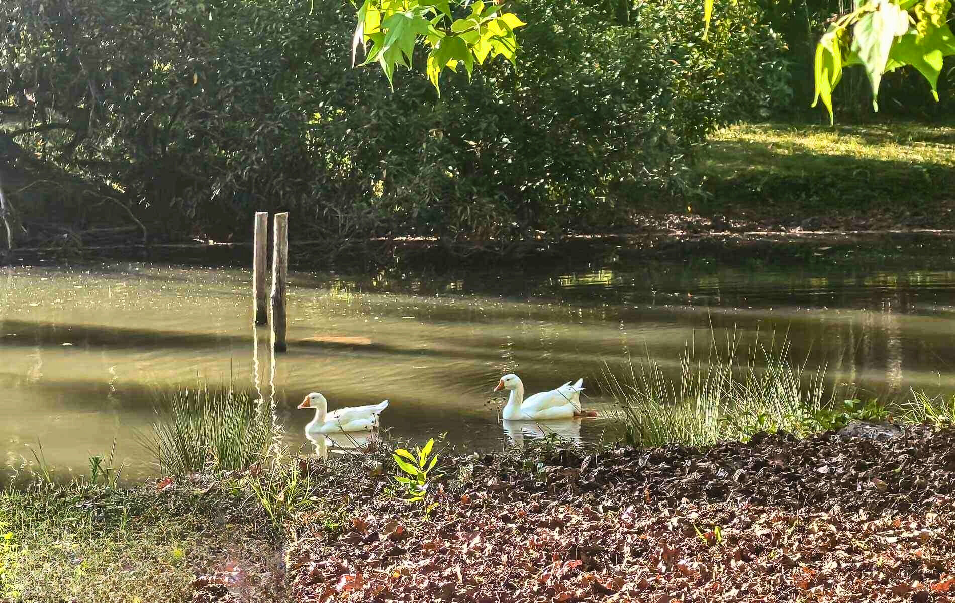 Sítio, 4 quartos, 12 hectares - Foto 34