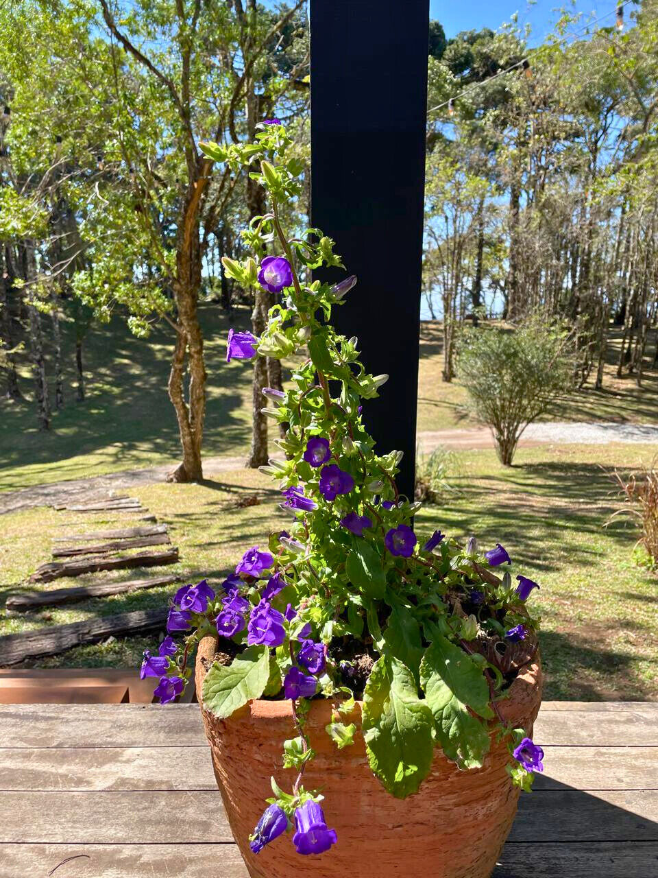 Casa, 4 quartos, 250 m² - Foto 13