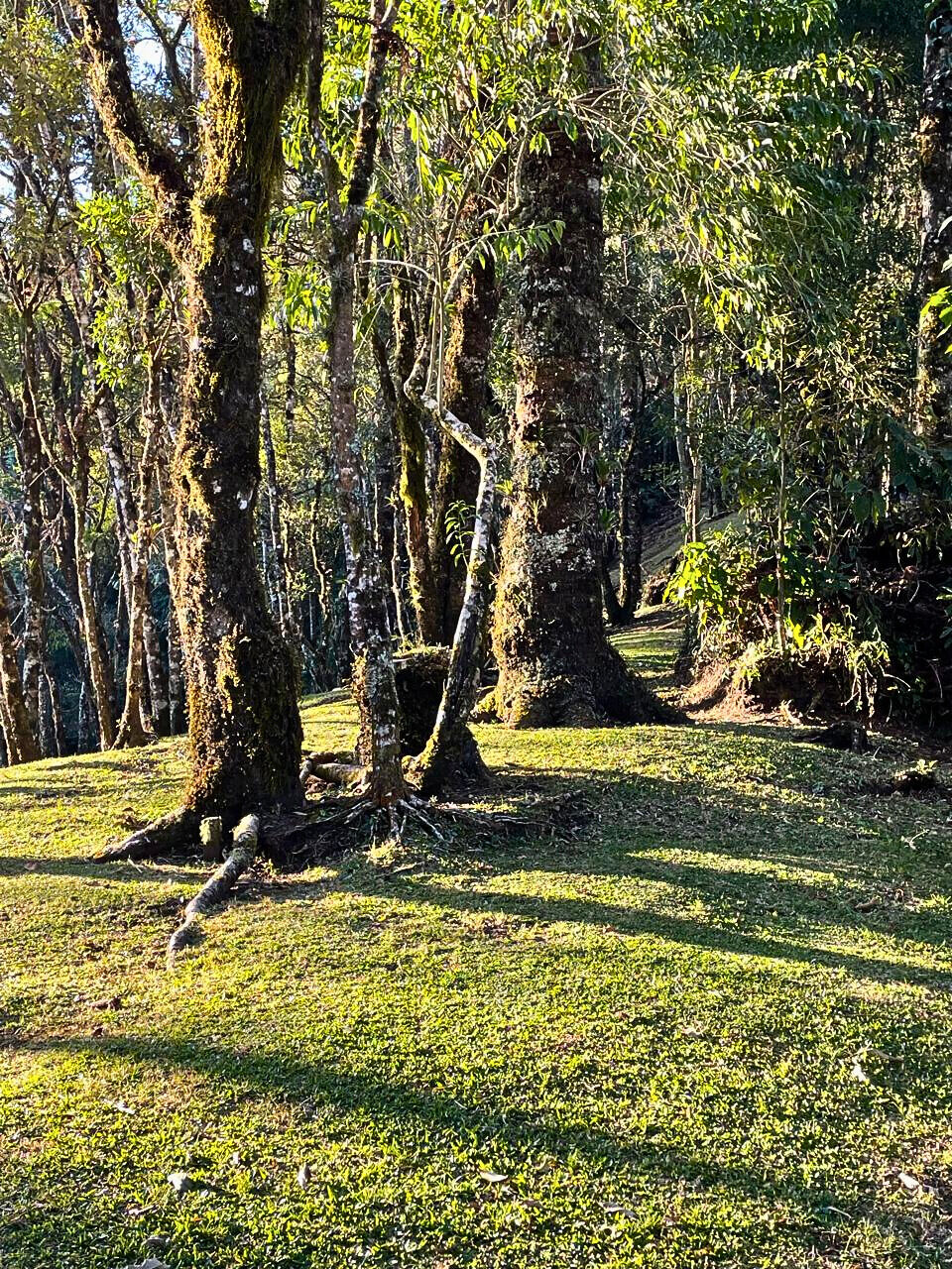 Casa, 4 quartos, 250 m² - Foto 11