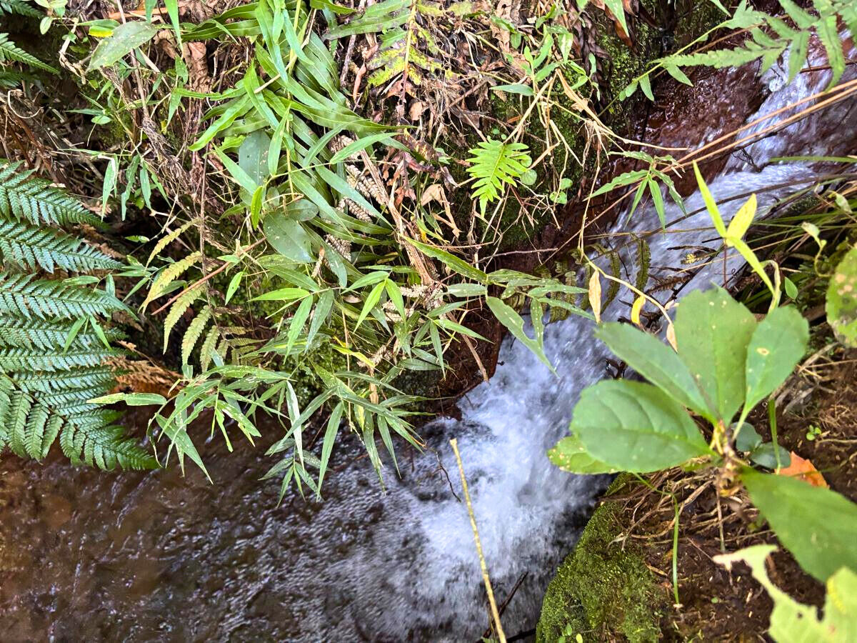 Terreno, 11 hectares - Foto 14