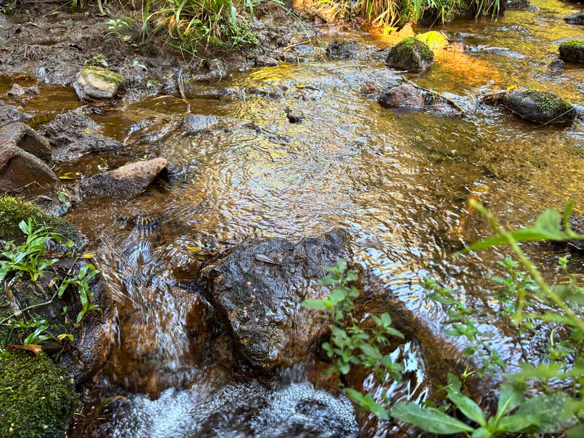 Terreno, 11 hectares - Foto 15