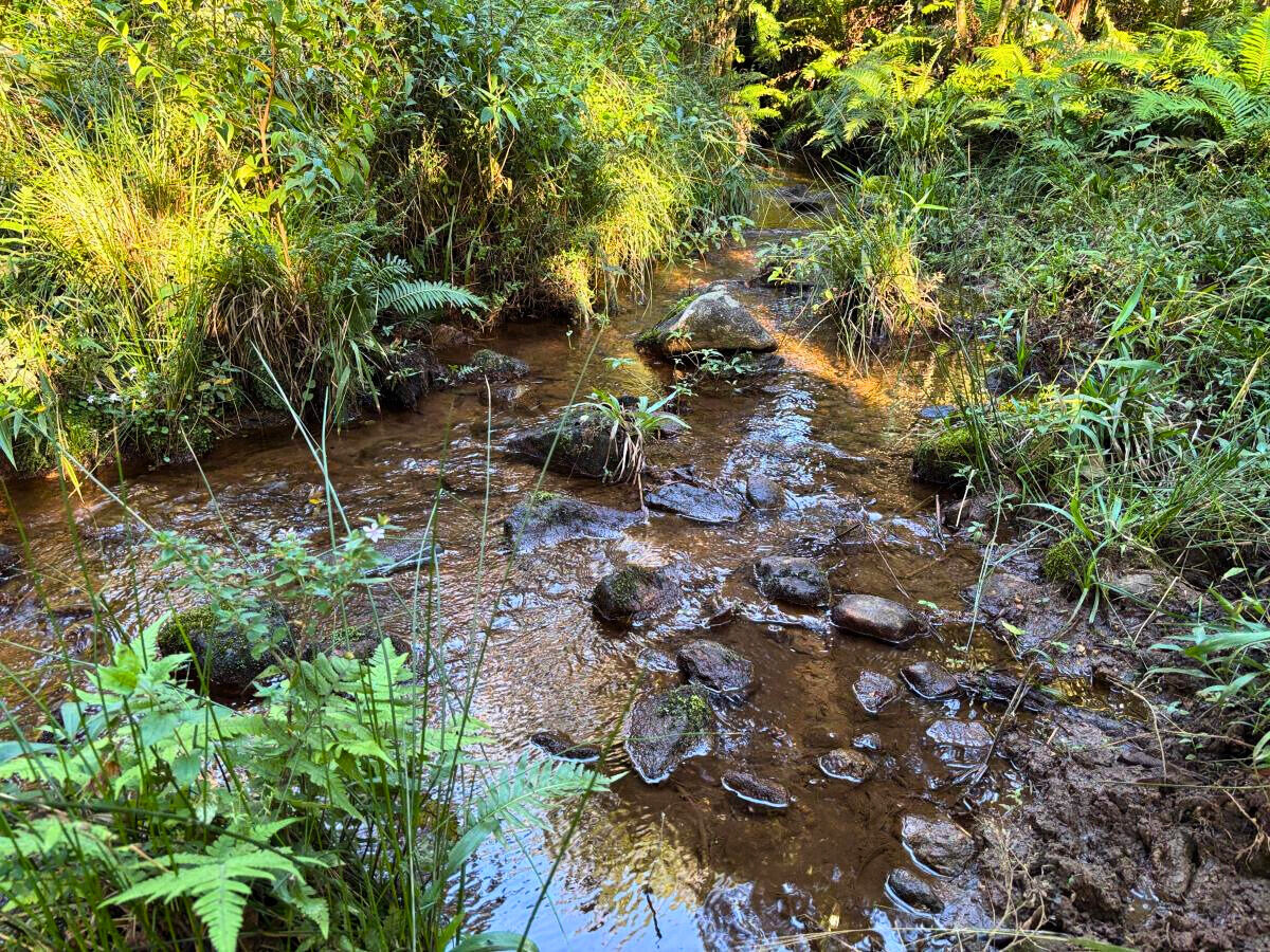 Terreno, 11 hectares - Foto 12