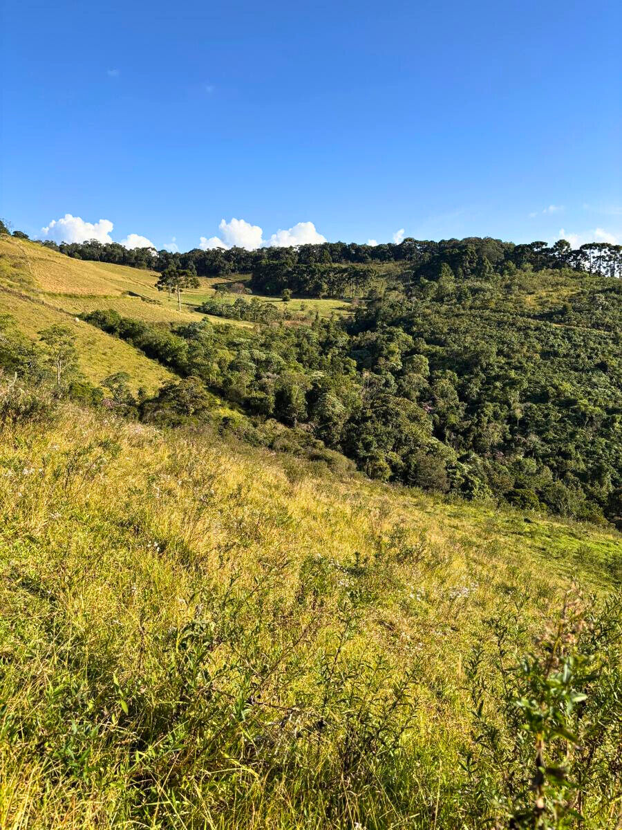 Terreno, 11 hectares - Foto 5