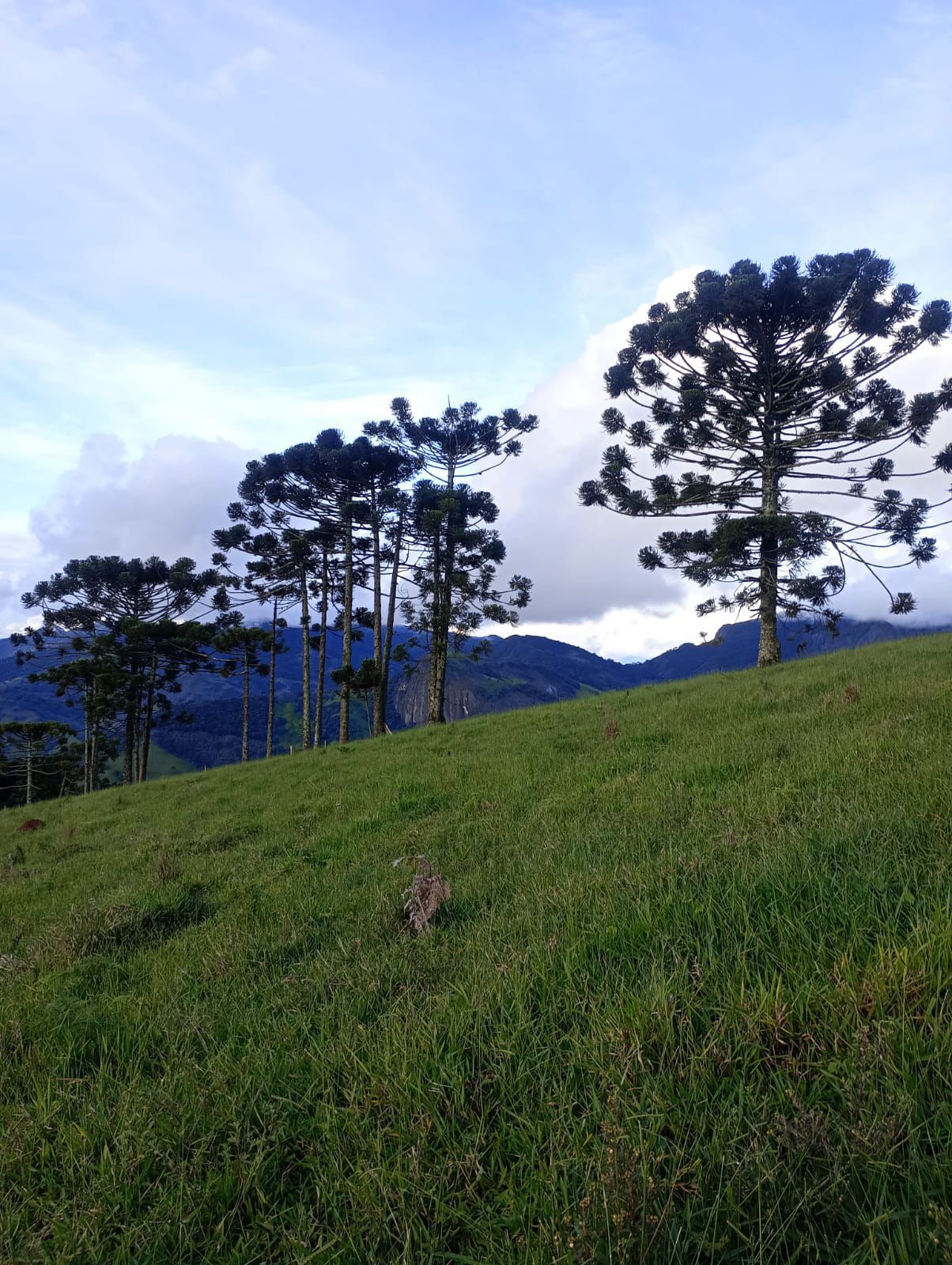 Terreno, 13 hectares - Foto 4