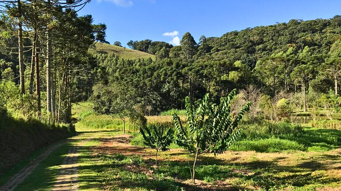 Chácara, 3 quartos, 2 hectares - Foto 33
